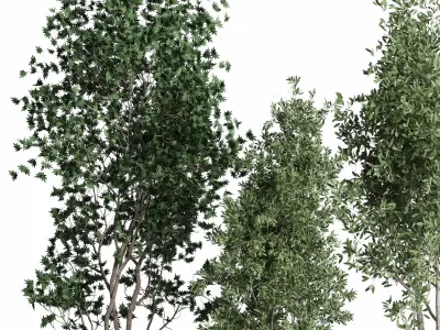 indoor plant set 380 tree bush concrete dirt vase Low-poly 3D model