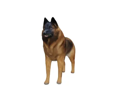 Belgian Shepherd Tervuren Dog Low-poly 3D model