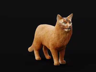 Long-haired Abyssinian Cat 3D model