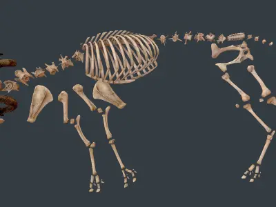 Sheep skeleton Low-poly 3D model