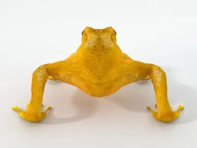 Golden Frog Low-poly 3D model