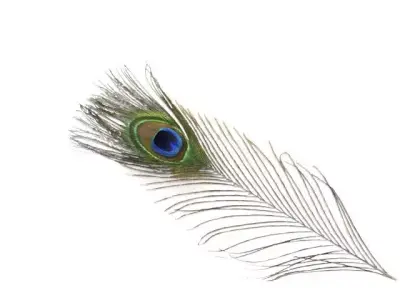 pecock feather 3D model