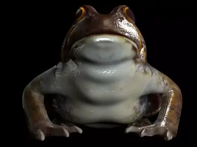 Frogs frog 3D model