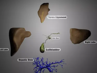 Human Liver 3D Model Low-poly 3D model