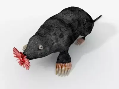 Star- Nosed Mole 3D model