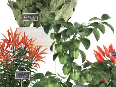 Decorative plants for the kitchen 387 peppers 3D model