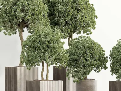 indoor plant Set 096 3D model