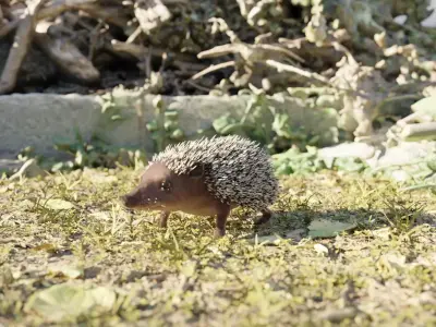 Hedgehog 3D rigged animated  3D model