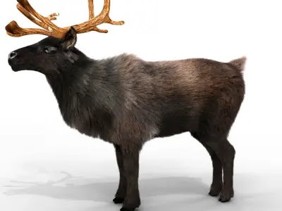 Fur Black Reindeer Blender NO RIG Low-poly 3D model