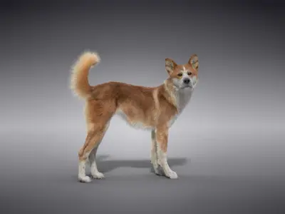 Chinese Rural Dog Animated VFX Grace 3D model