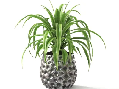 Spider Plant II 3D model