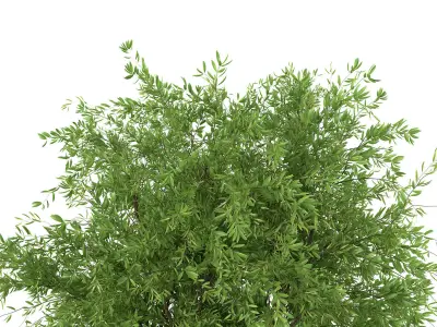 Bouquet - Green plant 01 3D model