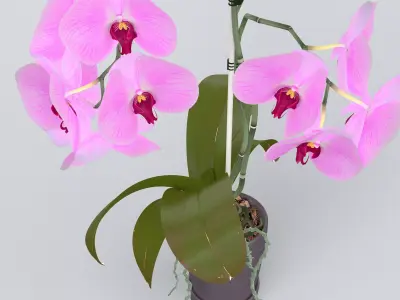 Orchid in Pot 3D model purchase