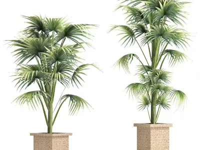 Plants Collection 166 Arabian Sabal Minor 3D model