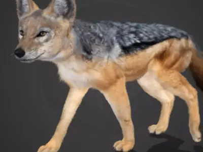 Jackal Realistic Animated 3D model