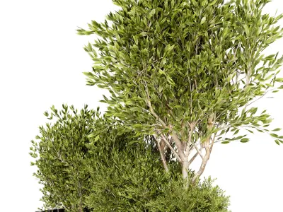 Outdoor plant 10  Low-poly 3D model