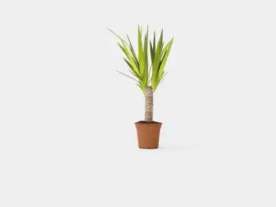 Yucca elephantipes single stem Low-poly 3D model