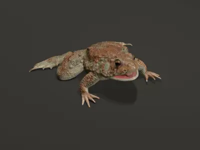 Rigged Toad 3D model
