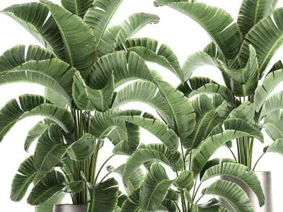 Banana palm in a pot for the interior 773 3D model