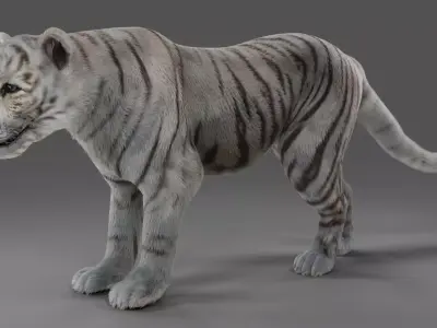 Fur White Tiger Panther Rigged in Blender  Low-poly 3D model