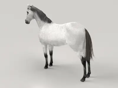 Gray Horse 3D model
