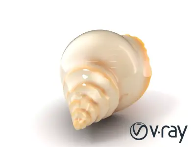 Natural Seashell Scalloped Edge Model Pack Low-poly 3D model