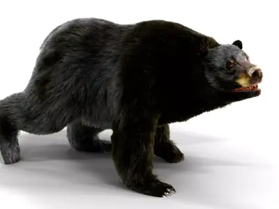 Fur Black Bear animated Low-poly 3D model