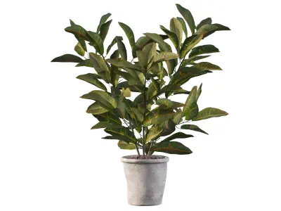 Croton in rustic pot 3D model