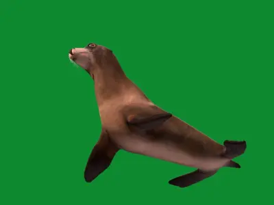 Sea Lion Low-poly 3D model