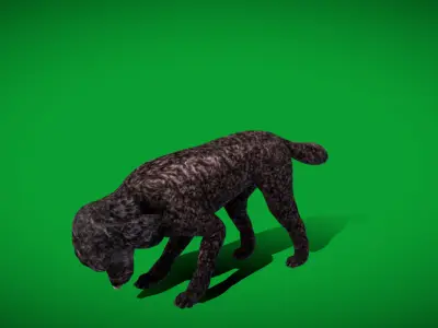 Poodle Dog Low-poly 3D model