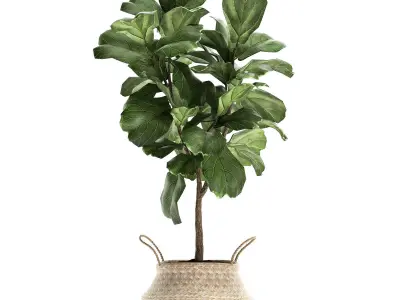 Plants tree in rattan basket for the interior 860 3D model