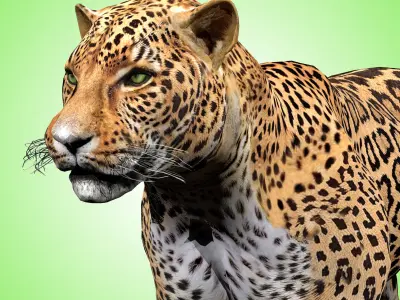 Leopard Rigged 3D model