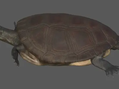 Tortoise from China Low-poly 3D model