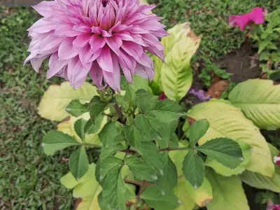 flower 3D print model