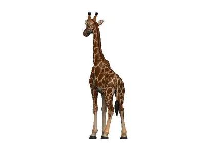 Giraffe Low-poly 3D model 15