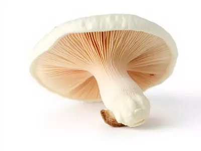 Mushroom Extravaganza 3D Pack 3D Model Collection