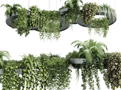 Hanging Plants Indoor plants 309 Low-poly 3D model