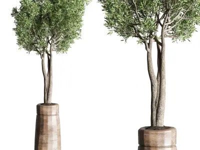 collection indoor plant 151 old wooden vase tree pot 3D model