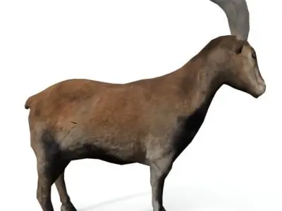 Goat Mammal Low-poly 3D model