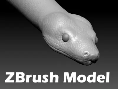 Boa Constrictor Zbrush Model 3D model
