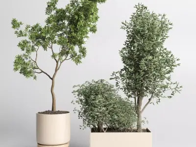 collection Indoor plant 50 vase wood 3D model