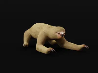 Two Toed Sloth Low-poly 3D model