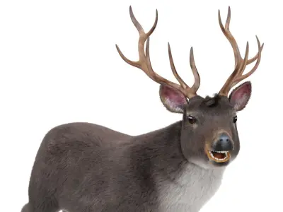 Fur Rigged Gray Deer Stag Low-poly 3D model