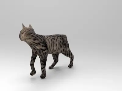 3d Cat Animated Model low poly   Low-poly 3D model