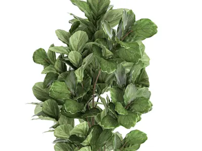 Ficus tree in a black flowerpots 667 3D model