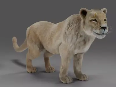 Fur Lioness V01 Rigged in Blender Low-poly 3D model