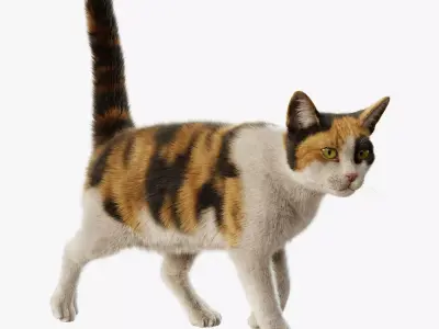 Cat Calico Rigged Animated 3D model