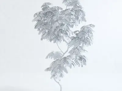 Everfresh Tree 2M - Cojoba arborea var angustifolia 3D model