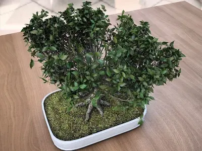 American Elm Bonsai Tree 001 - Ulmus americana 3D model