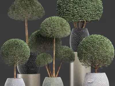 Plants Collection 200 Ligustrum 3D model